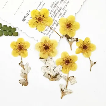 120pcs Presuotų Džiovintų Aukso Rosa Multiflora Gėlių, Augalų Herbariumas Papuošalai Atvirukas Kvietimas, Kortelė, Telefono dėklas Žymą 